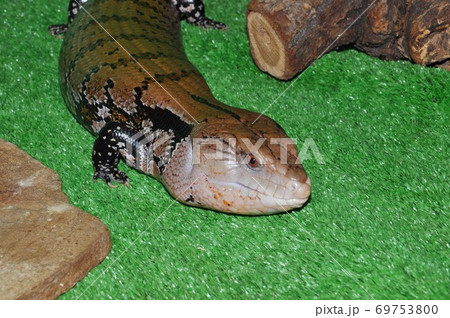 The eastern blue-tongued lizard (Tiliqua scincoides scincoides) 69753800