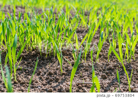 Green grass close up 69753804