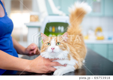 Preventive control of a cat in the veterinary clinic, vet concept 69753918
