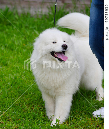 samoyed dog husky