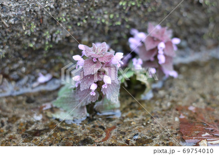 湿気の多い道端に咲いている普通の人は名前も知らないであろう紫色の花の写真素材