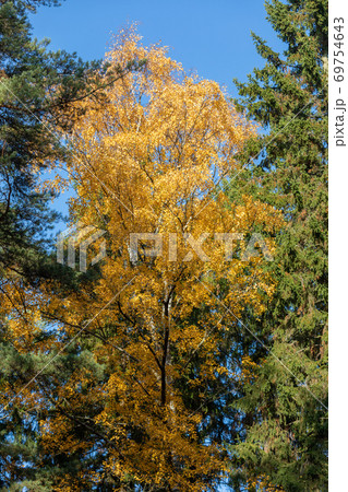 Birch tree and foliage in autumn colors Birch tree and foliage in autumn colors 69754643