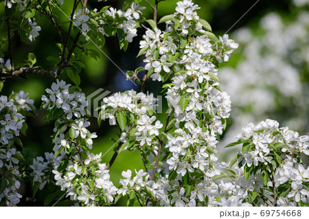 Beautiful apple tree flowering in city park Beautiful apple tree flowering in city park 69754668