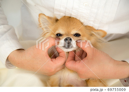 目のツボ押しされるチワワ 目のツボ押しされるチワワ 69755009