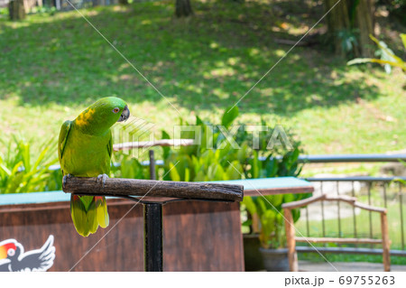 Green parrot on the perch. Birds in a city park 69755263