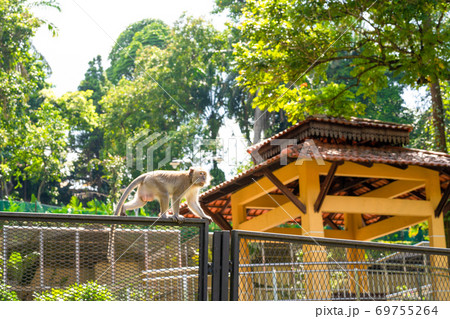 Monkey walking on the fence in the city park Monkey walking on the fence in the city park 69755264