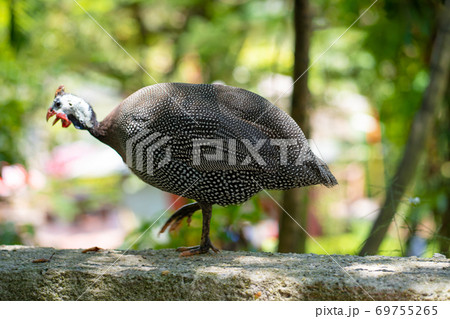 common guinea fowl walking in city park common guinea fowl walking in city park 69755265