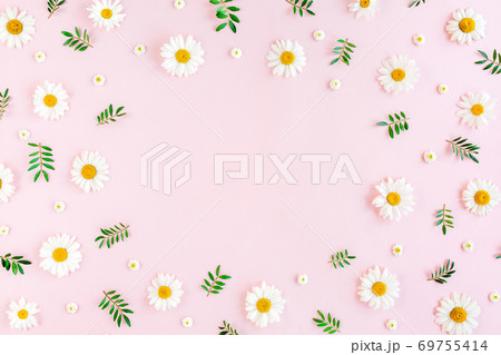 Frame made of chamomiles, petals, leaves on pink background. Flat lay, top view Frame made of chamomiles, petals, leaves on pink background. Flat lay, top view 69755414
