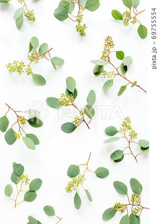 Background Texture made of green leaves, branches eucalyptus populus with fruits in the form of berries on white background. Flat lay, top view.  69755554