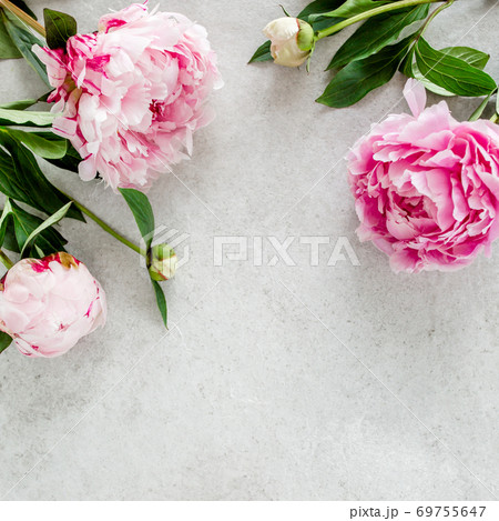 Beautiful pink peony flowers on gray stone table with copy space for your text. Flat style, top view Beautiful pink peony flowers on gray stone table with copy space for your text. Flat style, top view 69755647