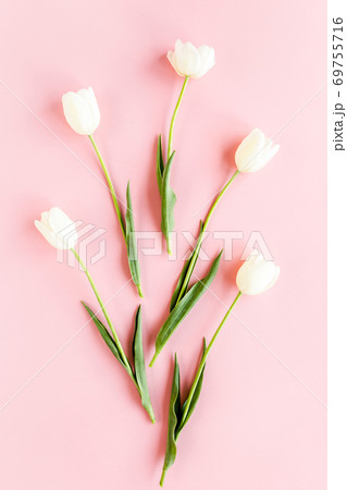 White tulips on pink background. Minimal floral concept greeting card. Flat lay, top view.  69755716