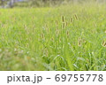 野原 エノコログサ 草原 69755778
