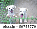 犬 子犬 珍島犬 69755779