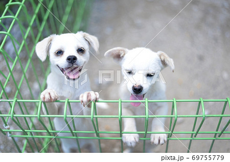 犬 子犬 珍島犬 69755779