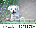 犬 子犬 珍島犬 69755780