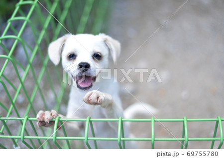 犬 子犬 珍島犬 69755780