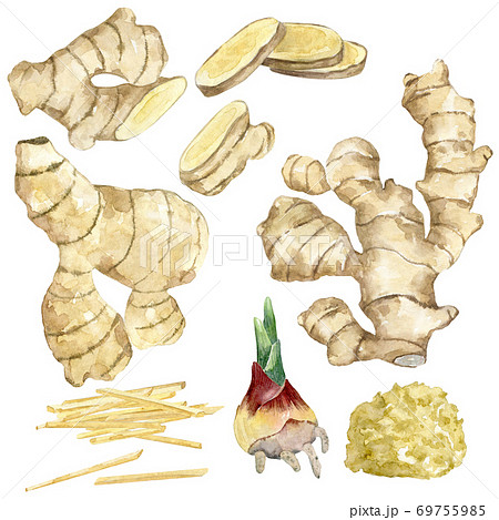 Watercolor ginger collection 69755985