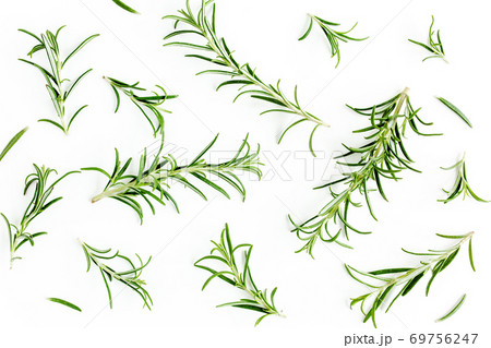 Green branch and leaves of rosemary isolated on a white background. Herbs. Flat lay. Top view Green branch and leaves of rosemary isolated on a white background. Herbs. Flat lay. Top view 69756247