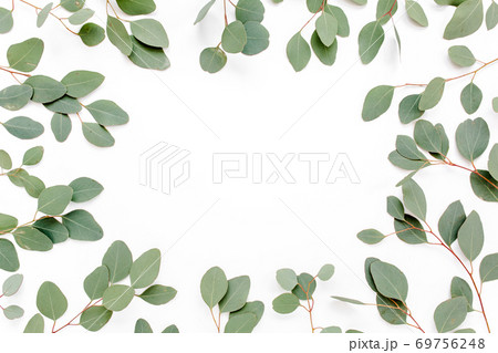 Pattern with green leaves eucalyptus populus isolated on white background. Flat lay, top view Pattern with green leaves eucalyptus populus isolated on white background. Flat lay, top view 69756248