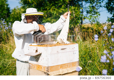 Beekeeper wearing protective workwear and gloves using bee smoker for fumigation beehive at apiary. 69756360