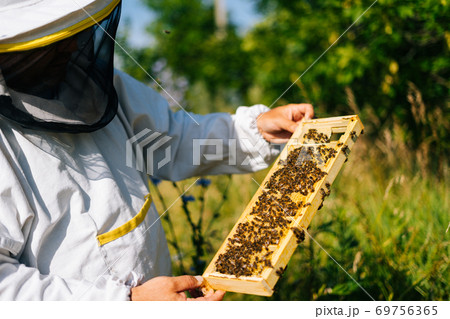 Apiarist inspecting honeycomb full of bees on wooden frame to control situation in bee colony 69756365