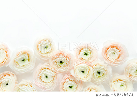 Floral background texture made of pink ranunculus flower buds on white background. Flat lay, top view floral background. Floral background texture made of pink ranunculus flower buds on white background. Flat lay, top view floral background. 69756473