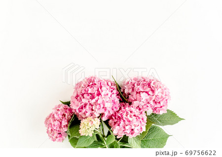 Beautiful, pink hydrangea flower on white background. Floral concept. Flat lay, top view. Beautiful, pink hydrangea flower on white background. Floral concept. Flat lay, top view. 69756622