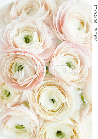 Bouquet, texture of pink ranunculus and roses flower close up. Flat lay, top view. Ranunculus flower texture.  69756712