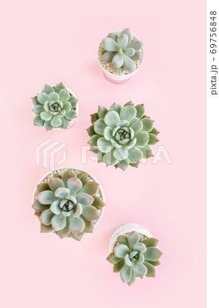 Green house plants potted, succulent plants isolated on pink background. Flat lay, top view. Green house plants potted, succulent plants isolated on pink background. Flat lay, top view. 69756848