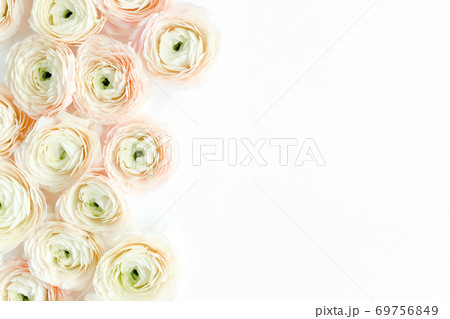 Floral background texture made of pink ranunculus flower buds on white background. Flat lay, top view floral background. 69756849