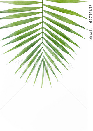 Tropical leaf in on white background. Flat laying, top view Tropical leaf in on white background. Flat laying, top view 69756852