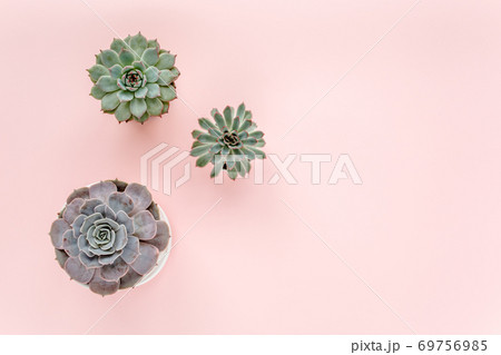 Green house plants potted, succulent plants isolated on pink background. Flat lay, top view. Green house plants potted, succulent plants isolated on pink background. Flat lay, top view. 69756985