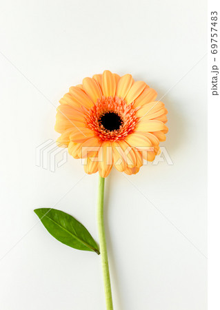 Orange gerbera flower on the white background. Flat lay, top view  69757483