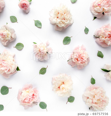 Border frame made of pink and beige peonies flower and isolated on white background. Flat lay, top view. Frame of flowers. Border frame made of pink and beige peonies flower and isolated on white background. Flat lay, top view. Frame of flowers. 69757556