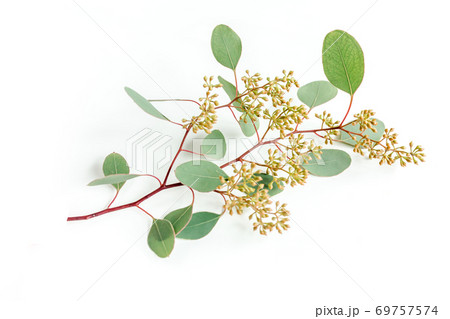 Green eucalyptus branch and leaves with fruits in the form of berries on white background. flat lay, top view. Green eucalyptus branch and leaves with fruits in the form of berries on white background. flat lay, top view. 69757574