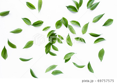 pattern texture with green leaves and branches isolated on white background. lay flat, top view pattern texture with green leaves and branches isolated on white background. lay flat, top view 69757575