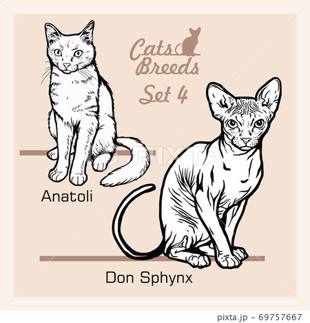 Cat Breeds - Anatoli, Don Sphynx - Cheerful cats isolated on white - vector set 69757667