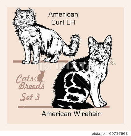 Cat Breeds - American wirehair, American Curl LH - Cheerful cats isolated on white - vector set Cat Breeds - American wirehair, American Curl LH - Cheerful cats isolated on white - vector set 69757668
