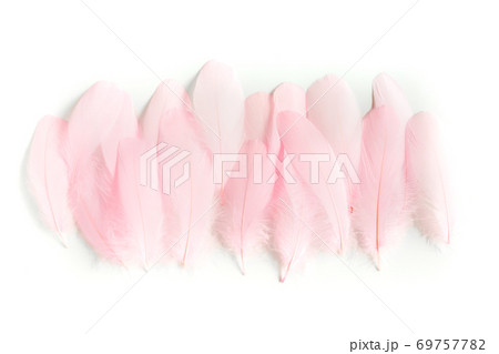 Pink feathers textured background. Feather background. Flat lay, top view 69757782