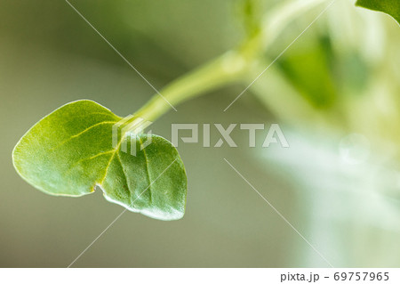 Young green sprouts of micro green close up 69757965