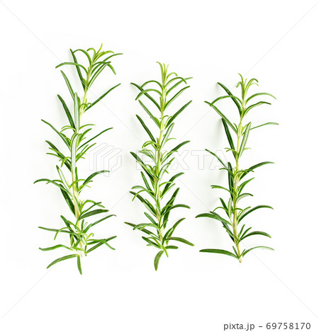 Green branch and leaves of rosemary isolated on a white background. Herbs. Flat lay. Top view 69758170