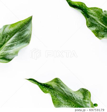 Tropical green leaves palm fronds isolated on white background. Flat lay, top view.  69759179