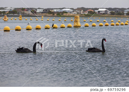 Two black swans paddling in a large estuary Two black swans paddling in a large estuary 69759296