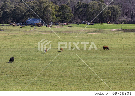 Cows grazing in a green field in regional Australia Cows grazing in a green field in regional Australia 69759301