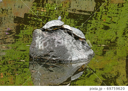 中村公園・点景 69759620