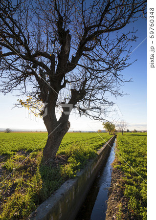 Close up silhouette of a lonely grown tree in a grassland. 69760348