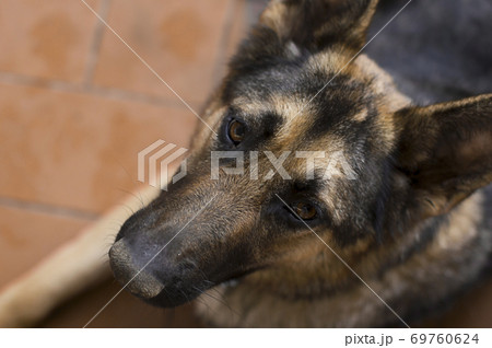 Beautiful loyal german shepherd Beautiful loyal german shepherd 69760624