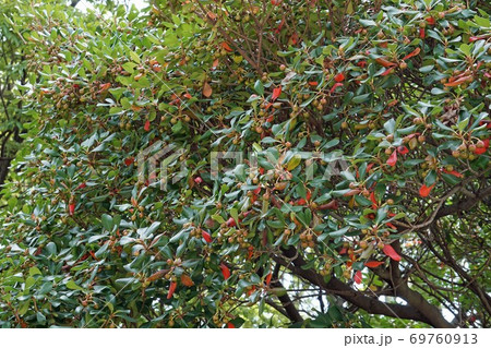 モッコクの実の写真素材