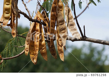ネムノキの豆果 69761298