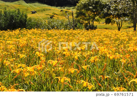 ニッコウキスゲ キスゲ デイリリー 69761571